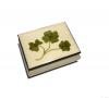 Three graceful shamrocks adorn lid of White Musical Box